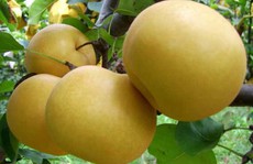 Mua lê Hàn Quốc, bị lừa bằng quả Trung Quốc