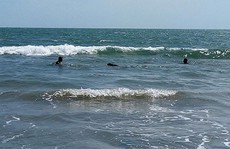 ​Hải cẩu xuất hiện ở vùng biển Bình Thuận