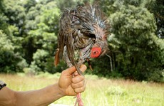 Ám ảnh sau chuyến theo chân thợ săn ở Lâm Đồng