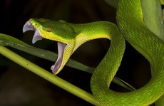 Bị rắn lục đuôi đỏ cắn vào lưỡi khi đang nhậu