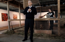 Bill Gates dùng gà cứu nước nghèo