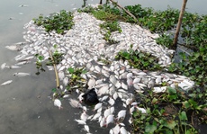 Cá chết trên sông: Sở nói thiếu ôxy, dân nói do nhiễm độc