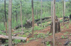 Lại rầm rộ phá rừng Tây Nguyên: Cạo trọc rừng Đắk Nông