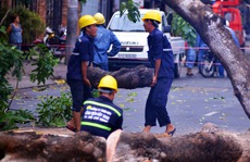 Cổ thụ bật gốc kéo gãy 2 cột điện trong mưa