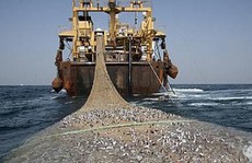7 tàu cá Trung Quốc bị bắt ở Tây Phi