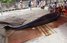 Cá voi “khủng” kiệt sức, dạt bờ biển Bình Định