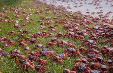 Cuộc di cư ‘rầm rộ’ của hàng triệu con cua đỏ