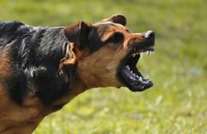 Đắk Lắk: Chó dại cắn 2 người tử vong