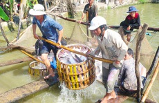Mỹ kiểm tra nghiêm ngặt 100% lô cá tra từ Việt Nam