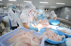 Xuất khẩu cá tra trước thách thức lớn