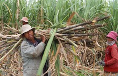 Người Chăm, Raglai làm cánh đồng lớn