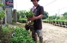Hoa Tết điêu tàn sau bão lũ