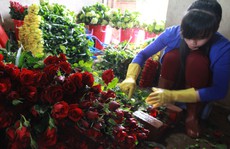 Hoa hồng Đà Lạt tăng giá gấp 3 lần