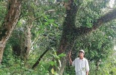 Kho vàng lộ thiên giữa thôn nghèo Siêu Quần