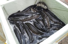 Cá Trung Quốc 'ngậm' hóa chất kích thích bán tại Việt Nam