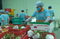 Lô thanh long đầu tiên 'bay' sang Úc