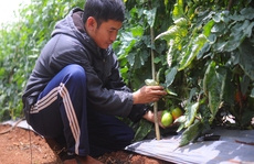 Khi kỹ sư làm thuê cho nông dân