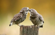 Chùm ảnh những nụ hôn nóng bỏng khắp thế giới ngày Valentine