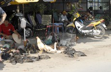 Cúm H7N9 áp sát Việt Nam