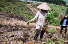 Thủy điện chây ì trả nợ rừng