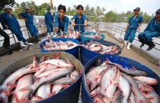 Trung Quốc đẩy mạnh nuôi cá tra để cạnh tranh với Việt Nam