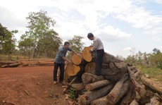 Thủ tướng yêu cầu làm rõ vụ phá rừng ở Đắk Lắk