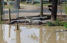 Mỹ: Mối lo 350 cá sấu sổng chuồng vì bão Harvey