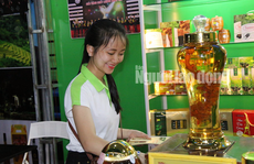 Sâm Ngọc Linh gần 100 triệu/kg vẫn đắt như tôm tươi