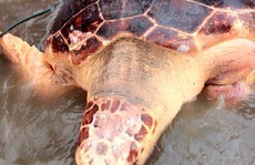 Thả rùa biển quý hiếm nặng 70 kg về môi trường tự nhiên