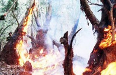 Cháy 30 ha rừng tràm tái sinh ở An Giang
