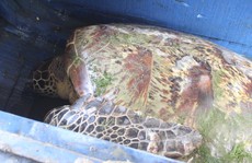 Đổ xô đi xem 'cụ' rùa màu vàng dài 1 m mắc lưới ngư dân