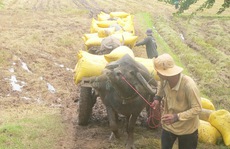Kinh hoàng sét đánh chết cả người lẫn trâu