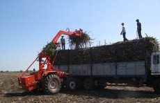 Lời giải cho bài toán mía nguyên liệu