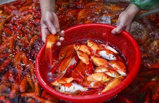 Chợ cá vàng lớn nhất Thủ đô tấp nập trước ngày ông Táo