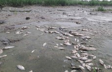 Đà Nẵng: Cá chết trắng đồng nghi do nhà máy xả nước thải