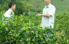 “Phù thủy” ghép chanh đào