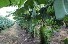 HAGL đang trồng gì, thu hoạch và bán ra sao?