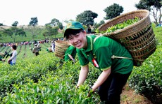 Festival hoa Đà Lạt 2017 du khách sẽ có dịp 'Phiêu du xứ Bảo'