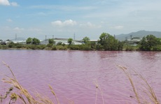 Hồ nước rộng 10 ha ở Tân Thành đổi màu tím, hôi thối