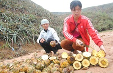 Hàng trăm tấn dứa thối tại Lào Cai được thu mua để làm gì?
