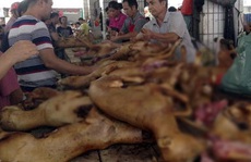 Lễ hội thịt chó Trung Quốc bất ngờ được tổ chức