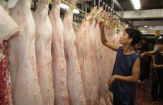 Ngoan cố chống truy xuất nguồn gốc thịt heo: Khởi tố!