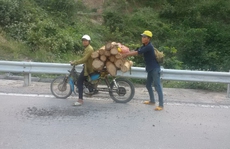 Phá rừng để sấy thuốc lá