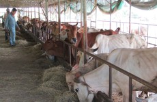 Nông dân thành tỷ phú giữa vùng 'đất chết'