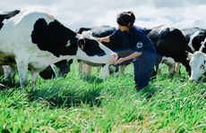 Xu thế organic