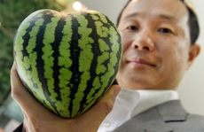 Nhật Bản: “Siêu trái cây” hàng chục ngàn USD hút khách
