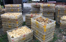 Đang ngăn dịch, phát hiện 12.000 con gà giống Trung Quốc 'tràn' biên