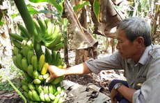 Dân 'giải cứu' cả ngàn tấn chuối vì thương lái biệt tăm