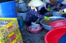 Kiên quyết đóng cửa cơ sở chế biển hải sản dùng hóa chất