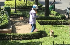Lý giải chuyện cấm nuôi chó, mèo ở chung cư Sài Gòn
